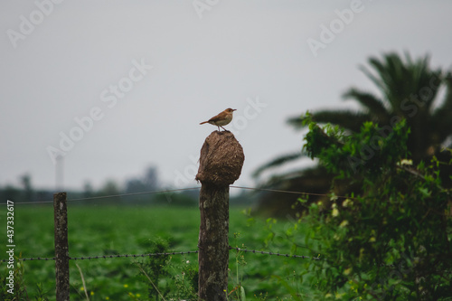Hornero bird, typical Argentine bird, standing on its mud nest, in the rain on a fence in the field photo