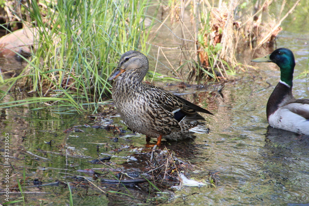 Mallard Standing, William Hawrelak Park, Edmonton, Alberta Mallard Standing, William Hawrelak Park, Edmonton, Alberta