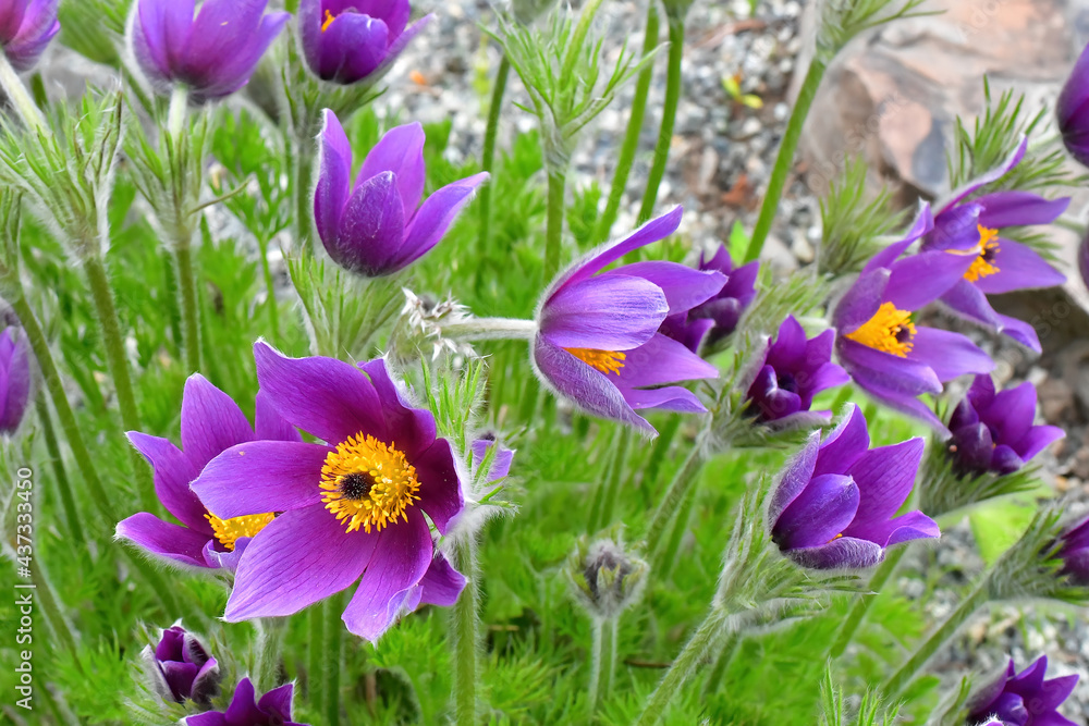 Pasqueflowers (pulsatilla vulgaris) in an Alaska flower garden. Pasqueflowers (pulsatilla vulgaris) in an Alaska flower garden.