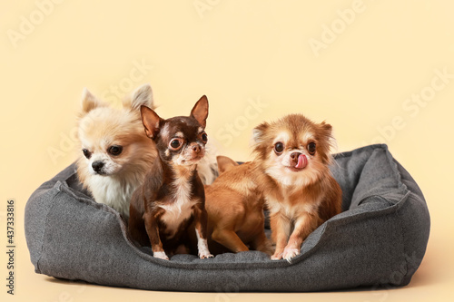 Photography Cute chihuahua dogs in pet bed on color background