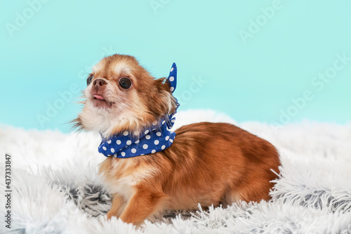 Cute chihuahua dog on color background © Pixel-Shot