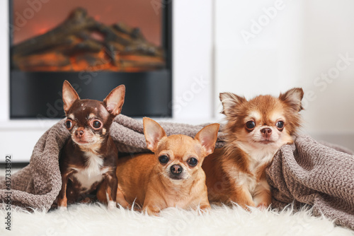Cute chihuahua dogs near fireplace at home