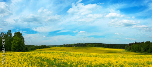 Field of yellow blooming flowers and blue sky