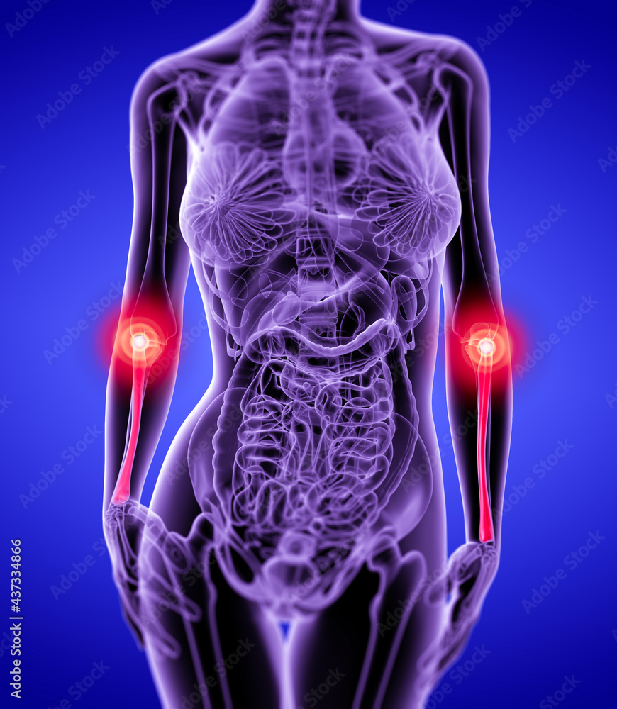 3d rendering redius bone 3d rendering redius bone