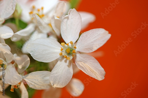 White flower blossom close up botanical modern background choisya ternata family rutaceae high quality big size print