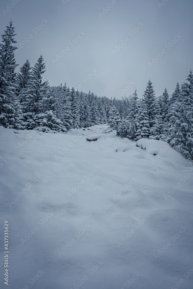 Snowdrifts in a coniferous forest, Tatra Mountains, Poland. Dark winter morning in Zakopane, overcast sky and cold weather. Selective focus on the trees, blurred background. Snowdrifts in a coniferous forest, Tatra Mountains, Poland. Dark winter morning in Zakopane, overcast sky and cold weather. Selective focus on the trees, blurred background.
