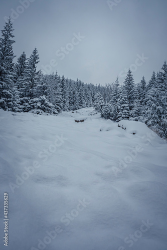Snowdrifts in a coniferous forest, Tatra Mountains, Poland. Dark winter morning in Zakopane, overcast sky and cold weather. Selective focus on the trees, blurred background. © juste.dcv