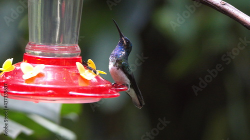 White-necked jacobin (Florisuga mellivora) hummingbird on a hummingbird feeder in a garden in Mindo, Ecuador