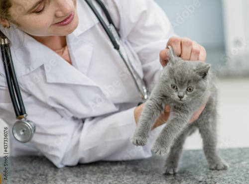 Fototapeta Naklejka Na Ścianę i Meble -  Female vet exams kitten's ears at clinic
