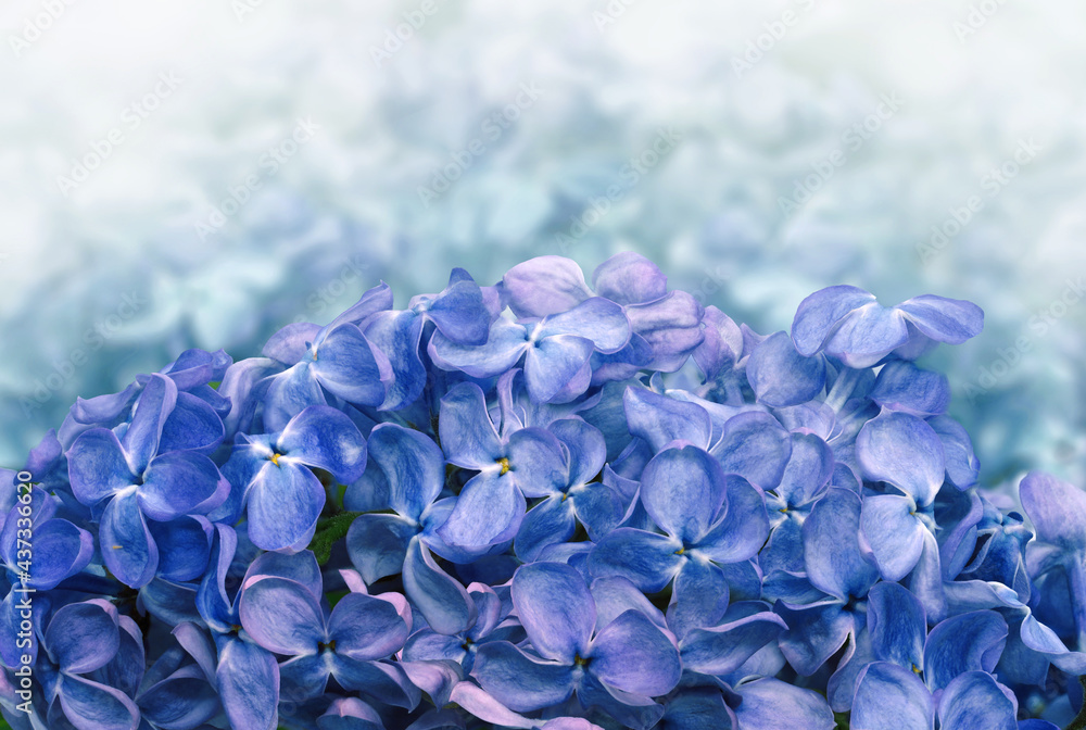 Floral blue spring background. Lilac flower petals. Close-up. Nature