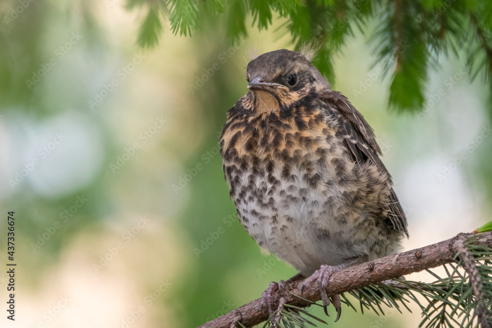 A fieldfare chick, Turdus pilaris, has left the nest and is sitting on a branch. A chick of fieldfare sitting and waiting for a parent on a branch. A fieldfare chick, Turdus pilaris, has left the nest and is sitting on a branch. A chick of fieldfare sitting and waiting for a parent on a branch.