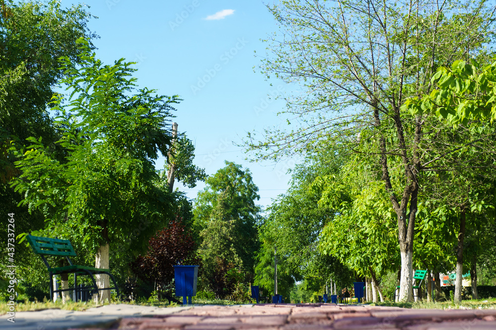 Alley surrounded by green trees and bushes. Empty park in summer time.