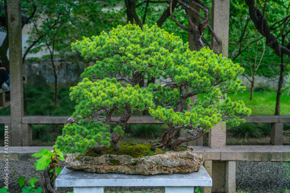 Fototapeta Close view of a Chinese bonsai.
