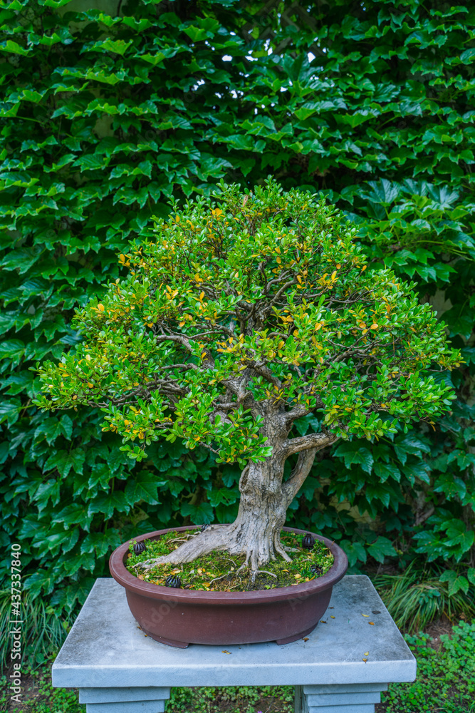 Close view of a Chinese bonsai.