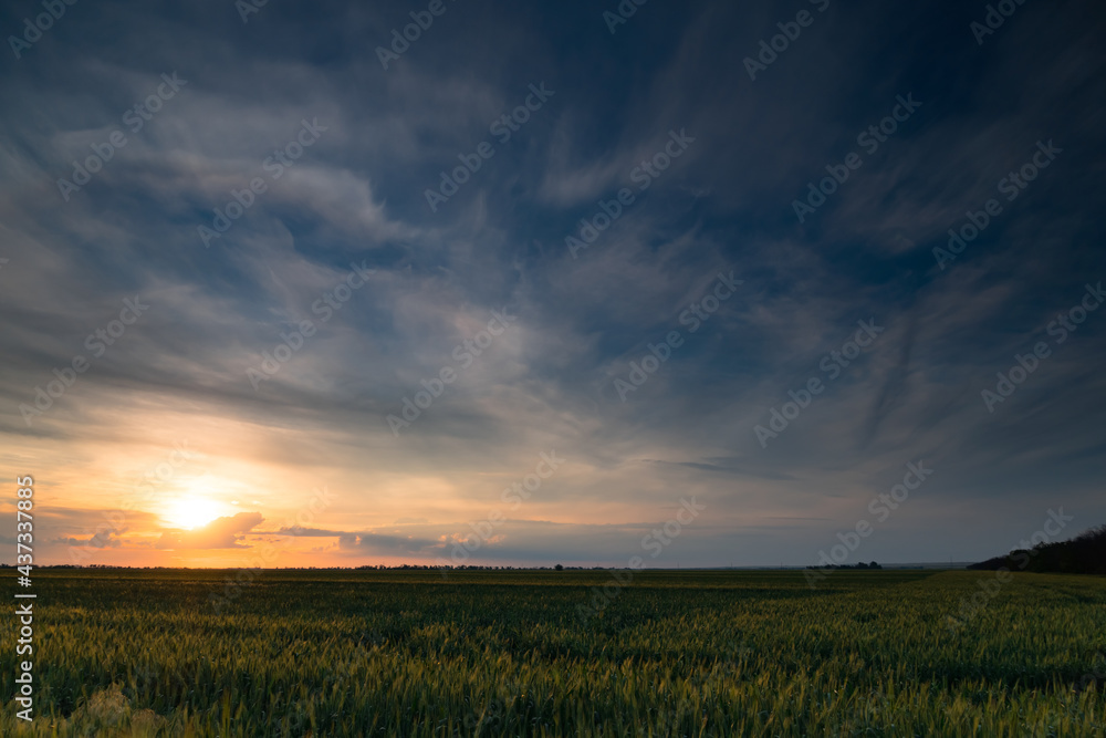 Sunset in young wheat field, barley, rye. Young green wheat sprouts of grain crops. Agricultural land.