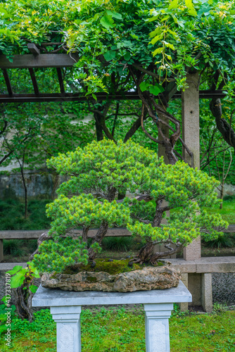 Close view of a Chinese bonsai.
