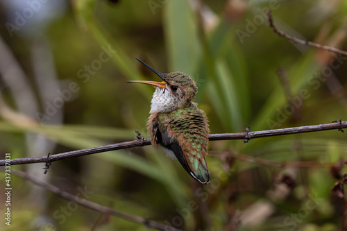 Closeup of young Anna's Hummingbird (Calypte anna) perched on branch in Laguna Beach, California. Flowers and green shrubs in background. 
 photo