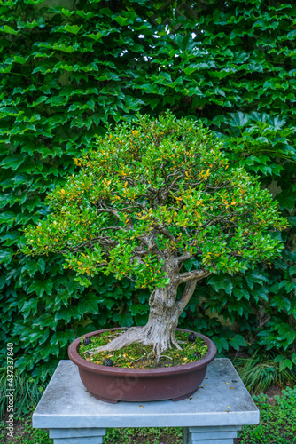 Close view of a Chinese bonsai.