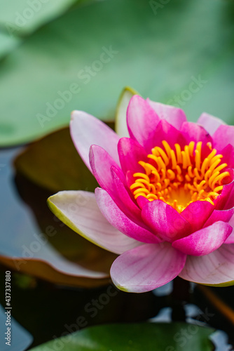 Close view of pink water lily.