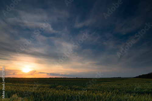 Sunset in young wheat field  barley  rye. Young green wheat sprouts of grain crops. Agricultural land.