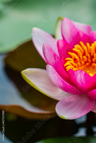 Close view of pink water lily.