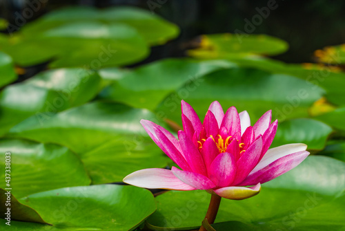 Close view of pink water lily.