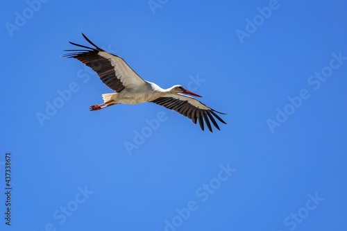 White stork with black wings and red beak soaring in blue sky. Sunny spring day.