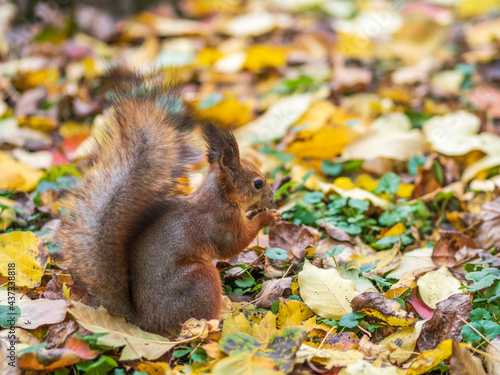 Autumn squirrel with nut on green grass with fallen yellow leaves