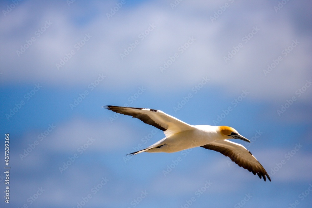 Gannet birds