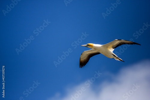 Gannet birds © Ishan