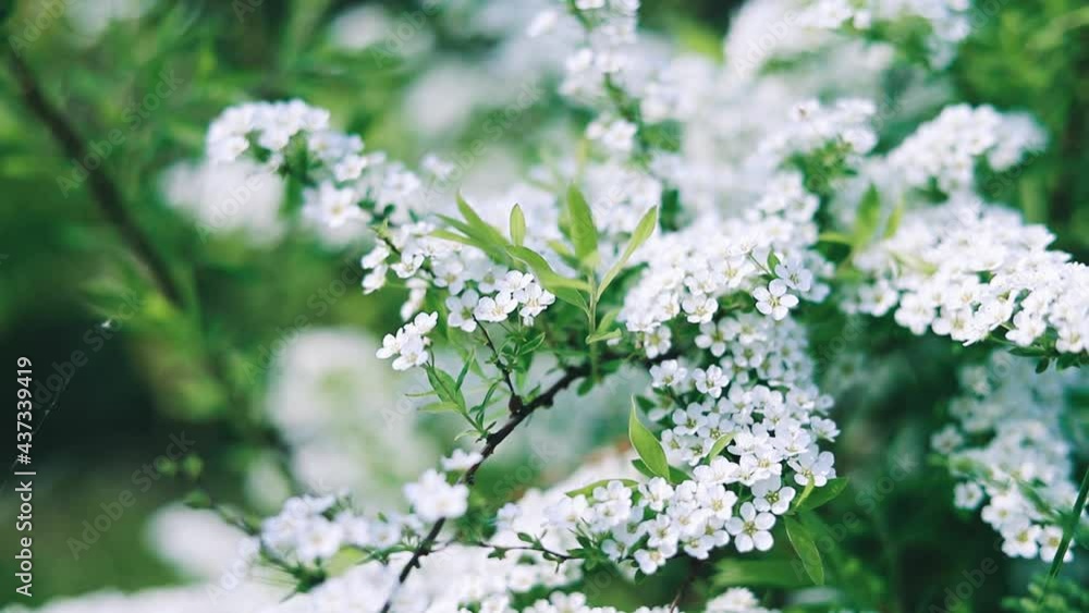 Flowering bushes with white small flowers in the garden, close-up. Spiraea cinerea. Summer nature background Flowering bushes with white small flowers in the garden, close-up. Spiraea cinerea. Summer nature background