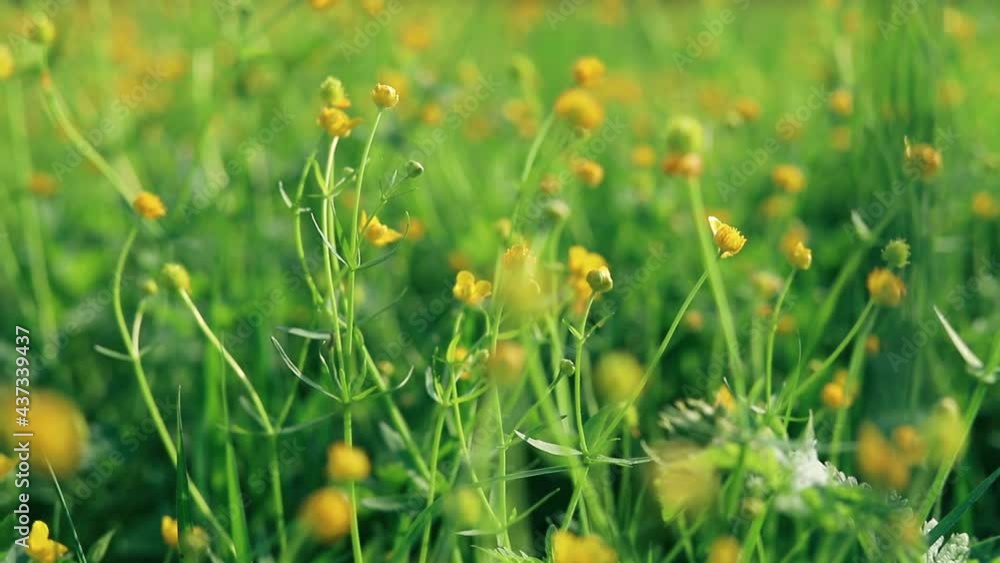 Yellow wildflowers in the middle of green grass on the field, close-up. Summer nature background Yellow wildflowers in the middle of green grass on the field, close-up. Summer nature background