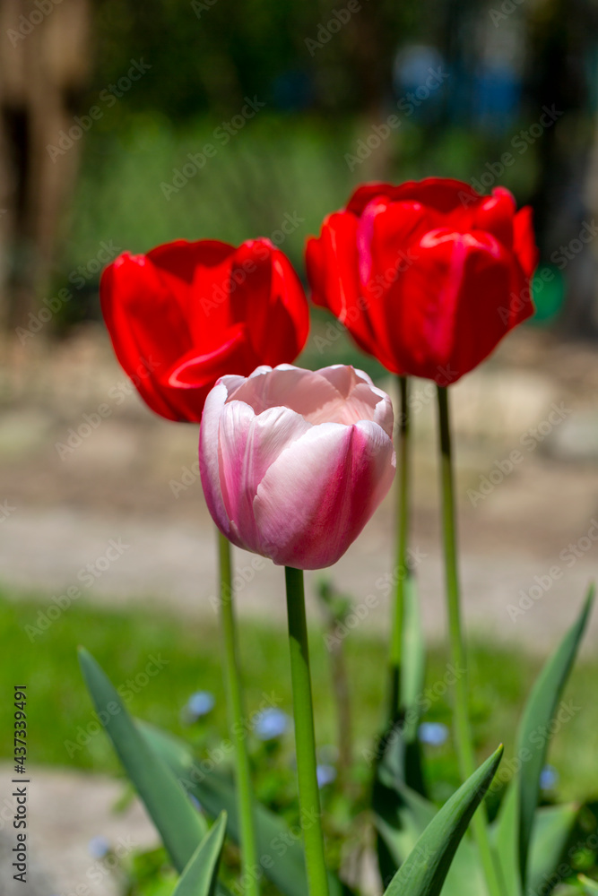 Beautiful spring flowers of red tulips blooming in the garden, close up Beautiful spring flowers of red tulips blooming in the garden, close up