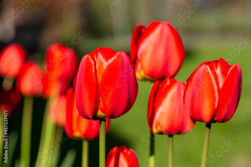 Beautiful spring flowers of red tulips blooming in the garden, close up