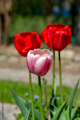 Beautiful spring flowers of red tulips blooming in the garden, close up