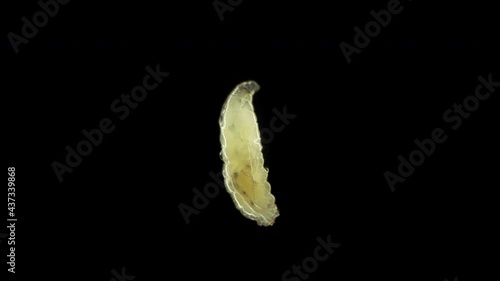 Worm-like larva of fruit fly insect Drosophila melanogaster under a microscope, order Diptera. A pest that develops in fruits, vegetables, food debris. Bred as food for Amphibia, spiders ... photo