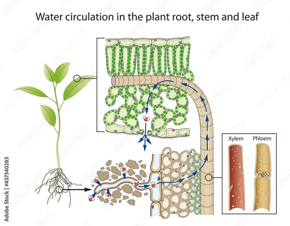 Water circulation in the plant root, stem and leaf Stock Vector | Adobe ...