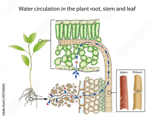 Water circulation in the plant root, stem and leaf photo
