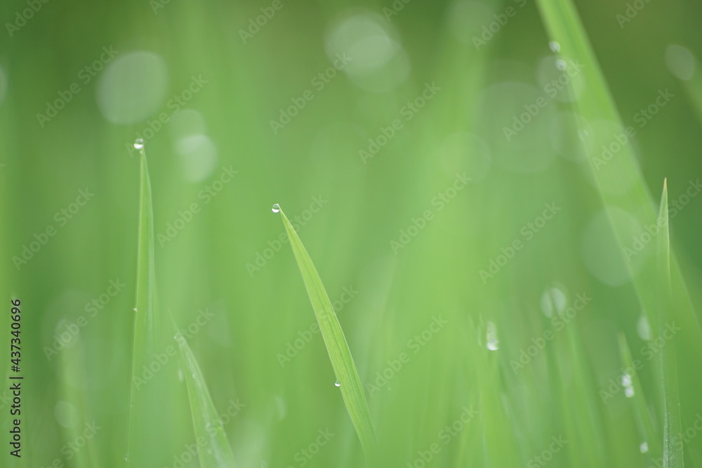 Fototapeta premium Dew on grass