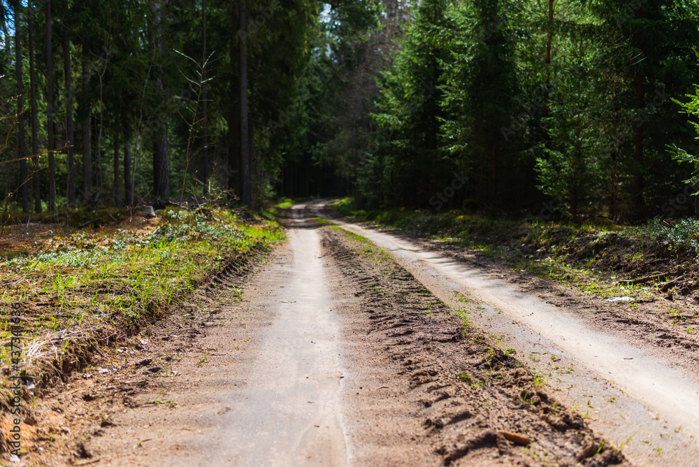 Fototapeta premium Spring forest road sunlight view. Road in autumn,spring,summer forest. Spring forest road urban path.