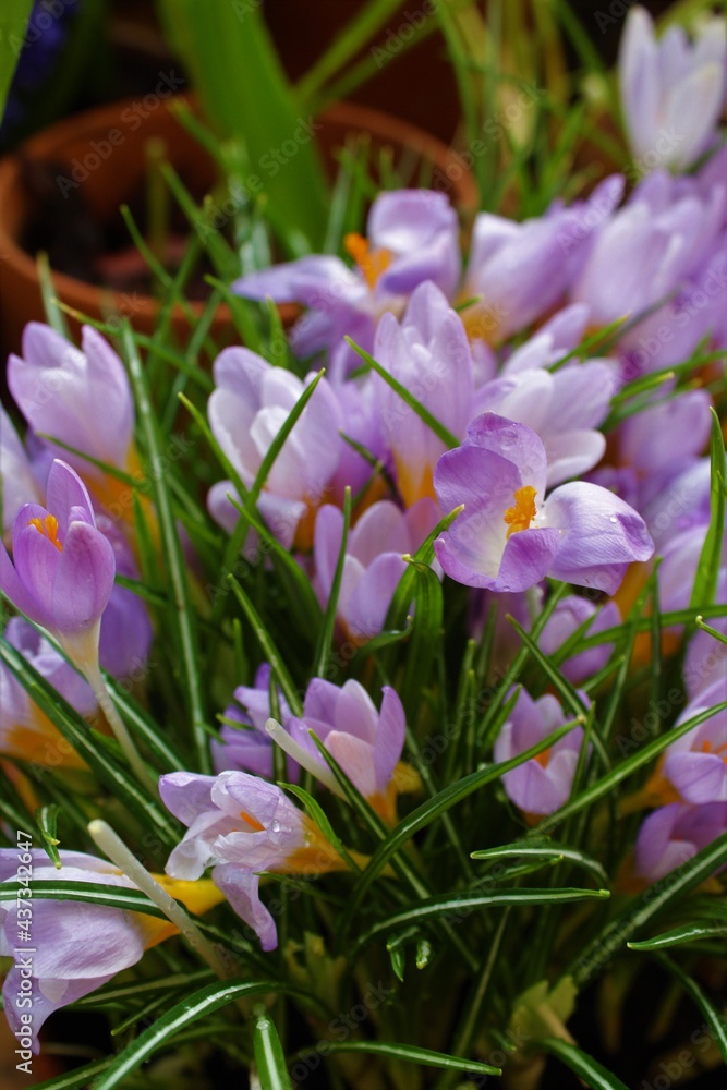 spring crocus flowers