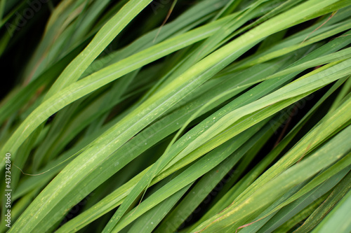 Photography Fresh lemongrass or lemongrass leaves in the garden