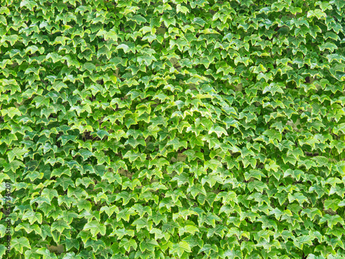 Wallpaper of green leaves on the wall of a house
