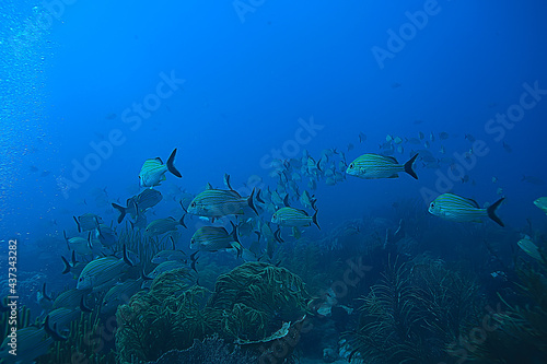 school of fish underwater photo  Gulf of Mexico  Cancun  bio fishing resources