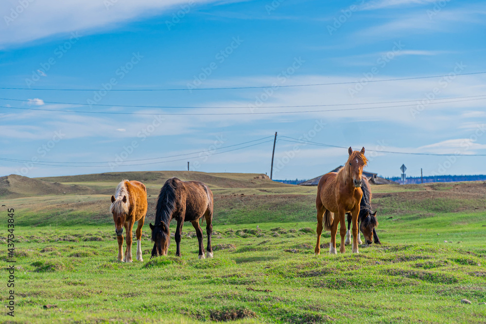 Fototapeta premium horses on the meadow