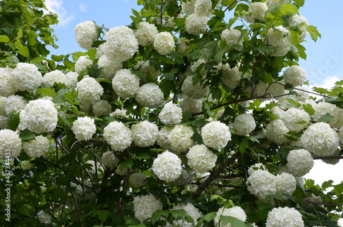 Viburnum opulus roseum or snowball tree white flowers with green foliage photo