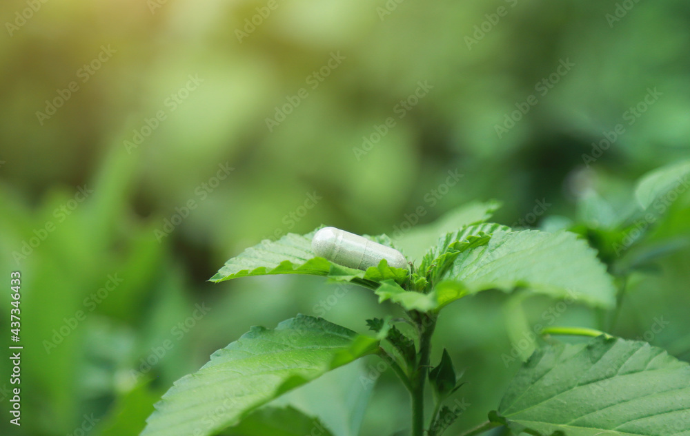 Herbal medicine on organic herb tree leaf for health care eating in daily life Herbal medicine on organic herb tree leaf for health care eating in daily life