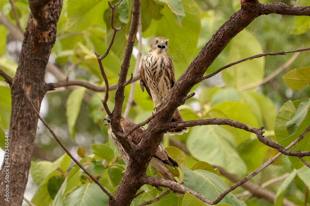 Baby eagle on the tree Baby eagle on the tree