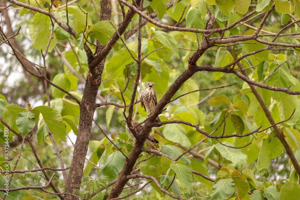 Baby eagle on the tree Baby eagle on the tree