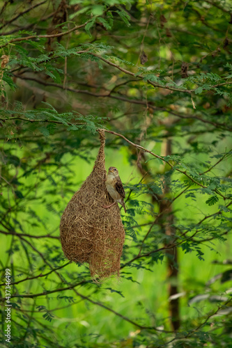 bird in the nest © Akash kaparaveni